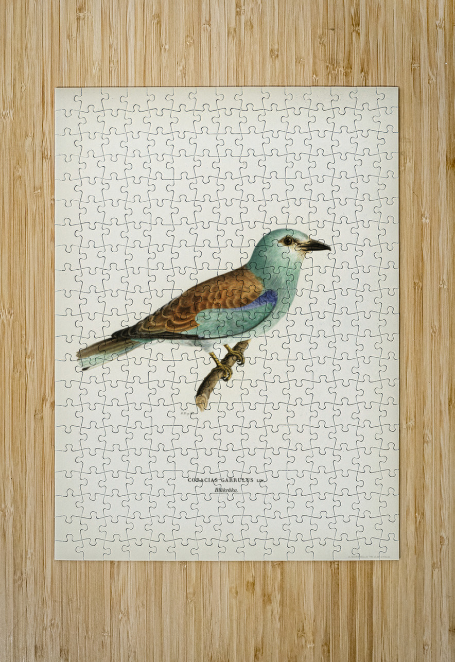 European roller CORACIAS GARRULUS IStockHistory com Puzzle printing
