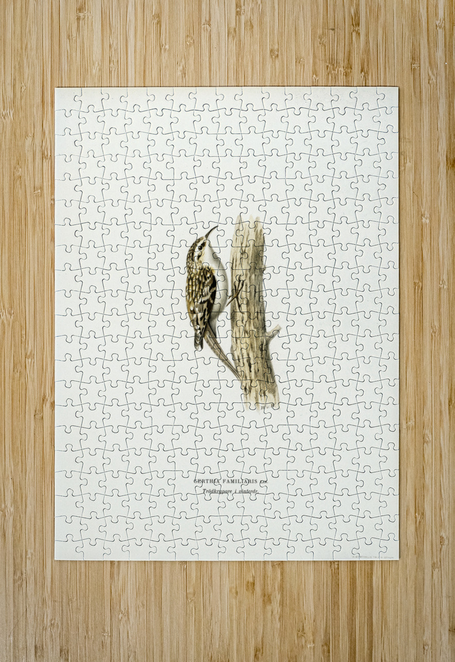 Eurasian treecreeper Certhia familiaris IStockHistory com Puzzle printing