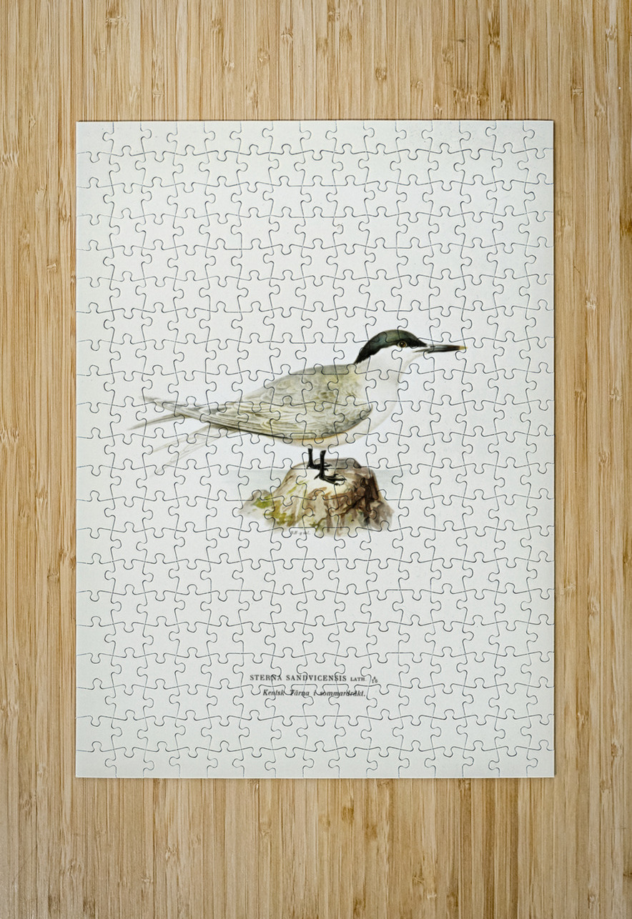Sandwich tern Sterna sandvicensis IStockHistory com Puzzle printing