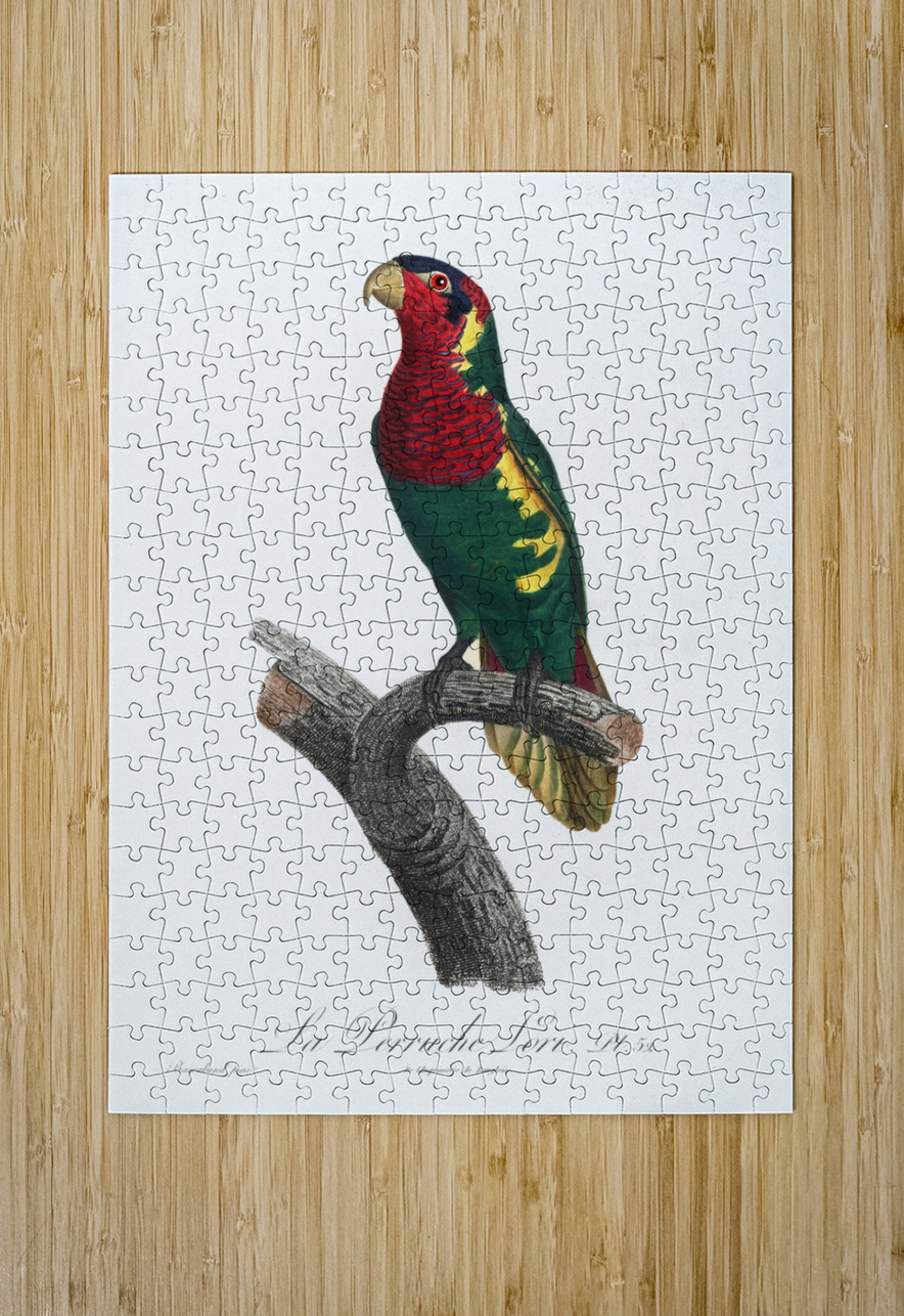 Blue-headed pied lorikeet  IStockHistory com Puzzle printing