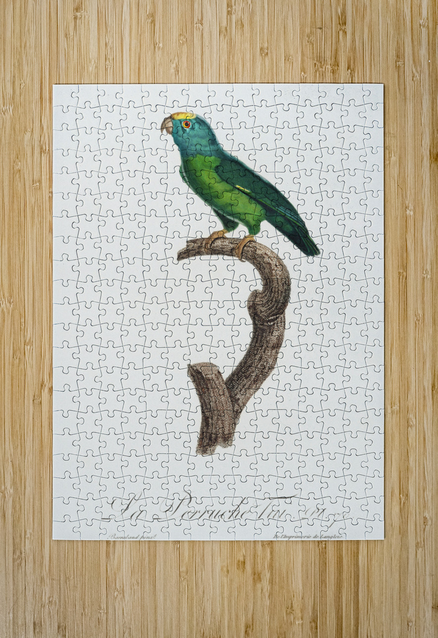 Tui parakeet  IStockHistory com Puzzle printing