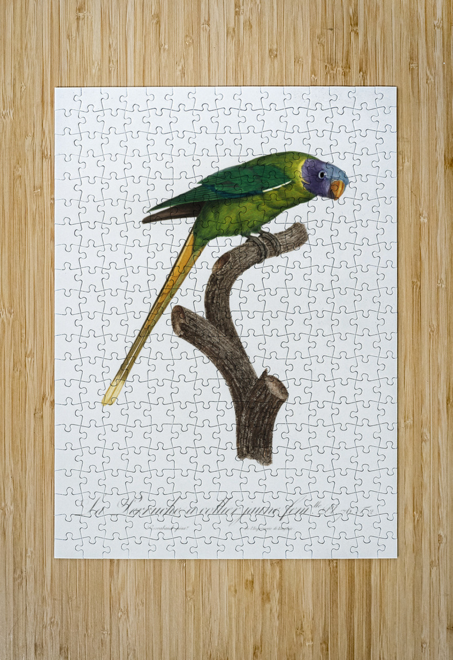 Plum-headed parakeet  IStockHistory com Puzzle printing
