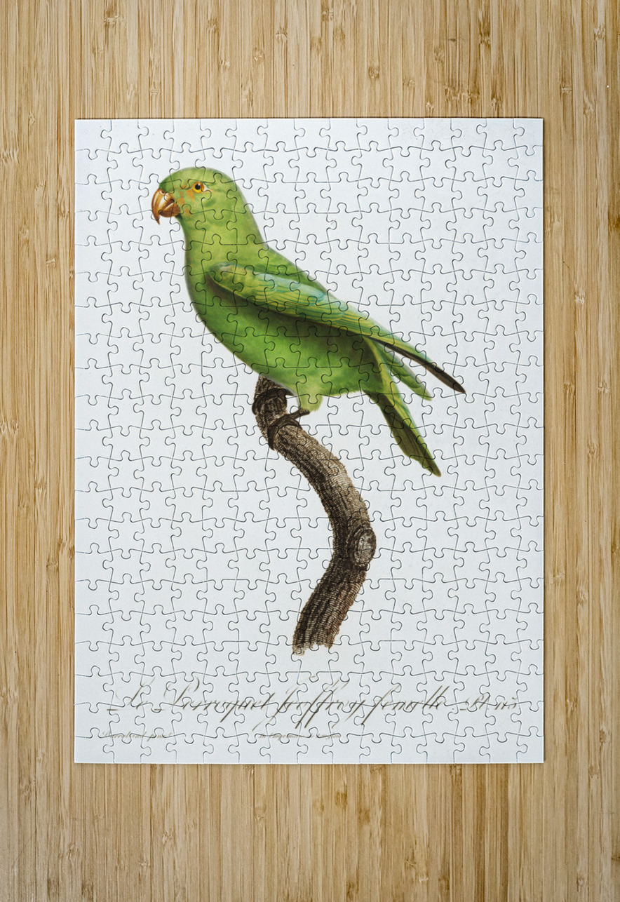 Red-cheeked parrot  IStockHistory com Puzzle printing