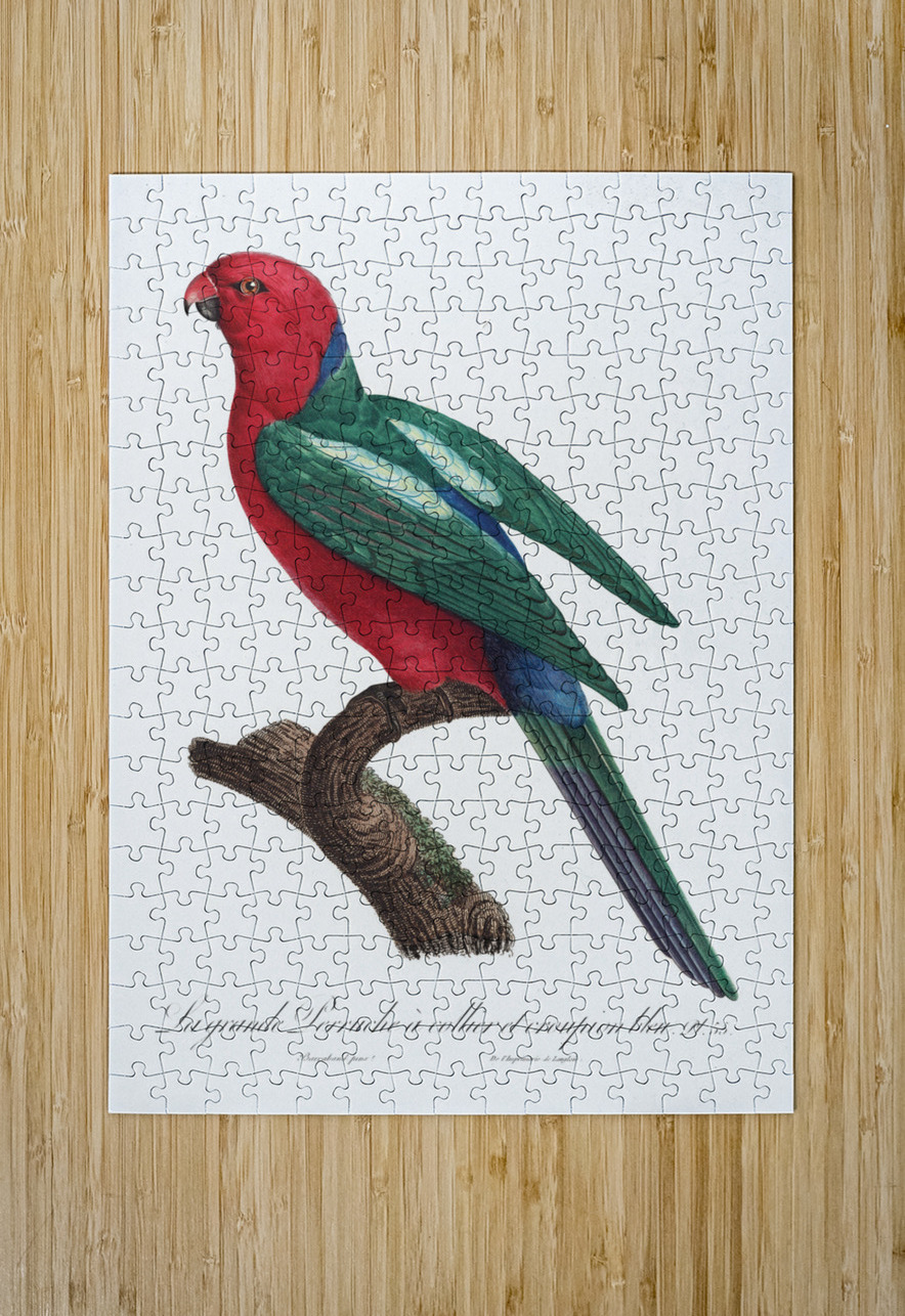 Australian king parrot  IStockHistory com Puzzle printing