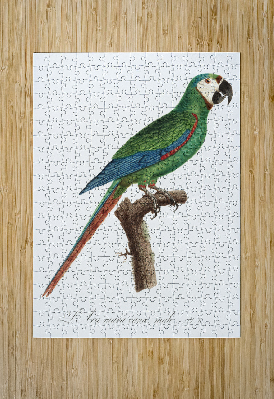 Illigers macaw  IStockHistory com Puzzle printing