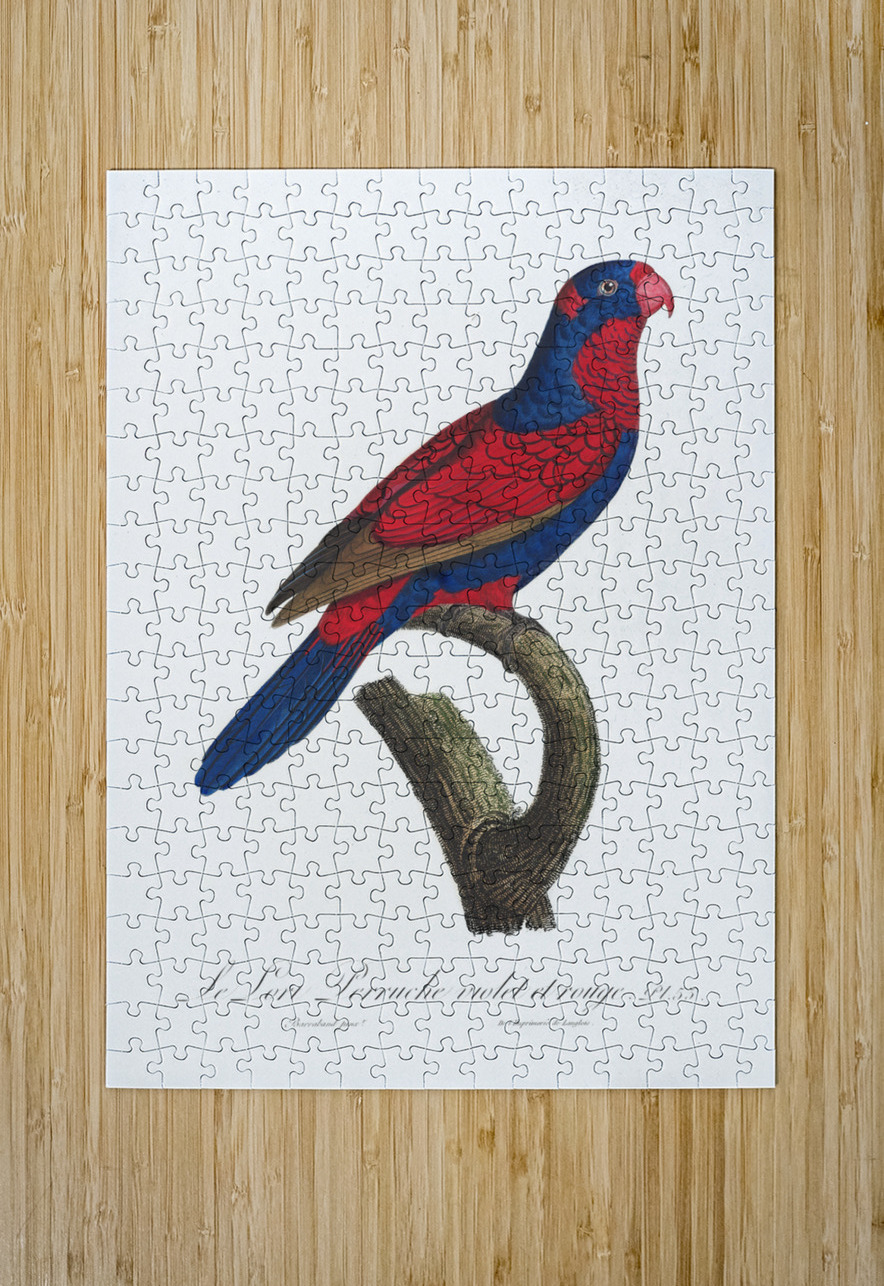 Red-and-blue lory  IStockHistory com Puzzle printing