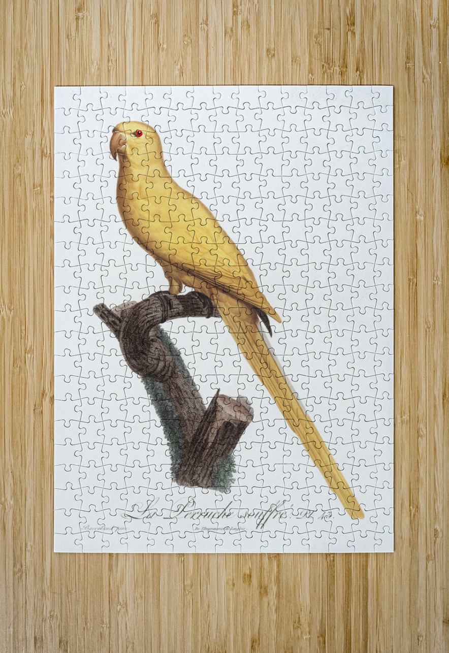 Lutino parakeet  IStockHistory com Puzzle printing
