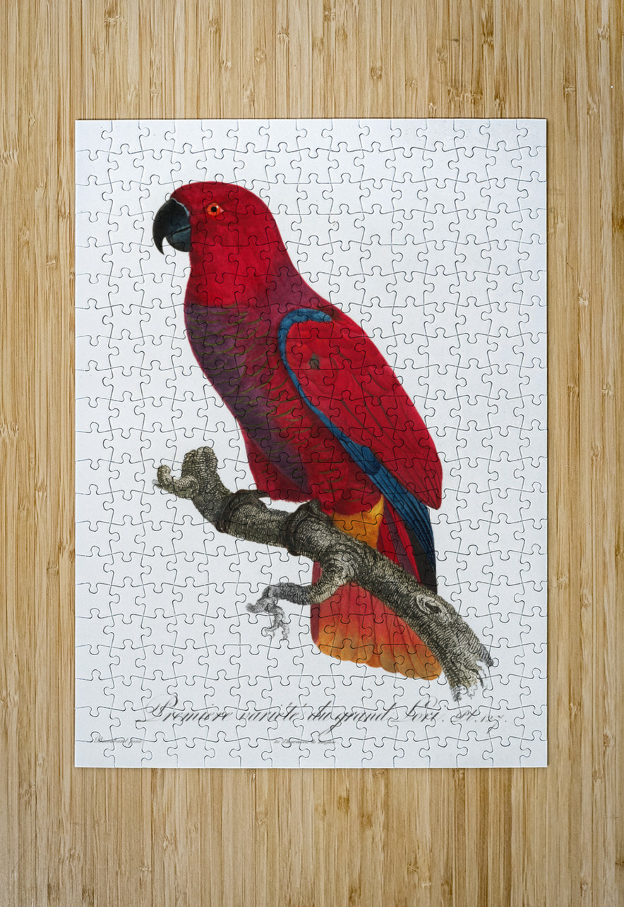 Eclectus parrot  IStockHistory com Puzzle printing