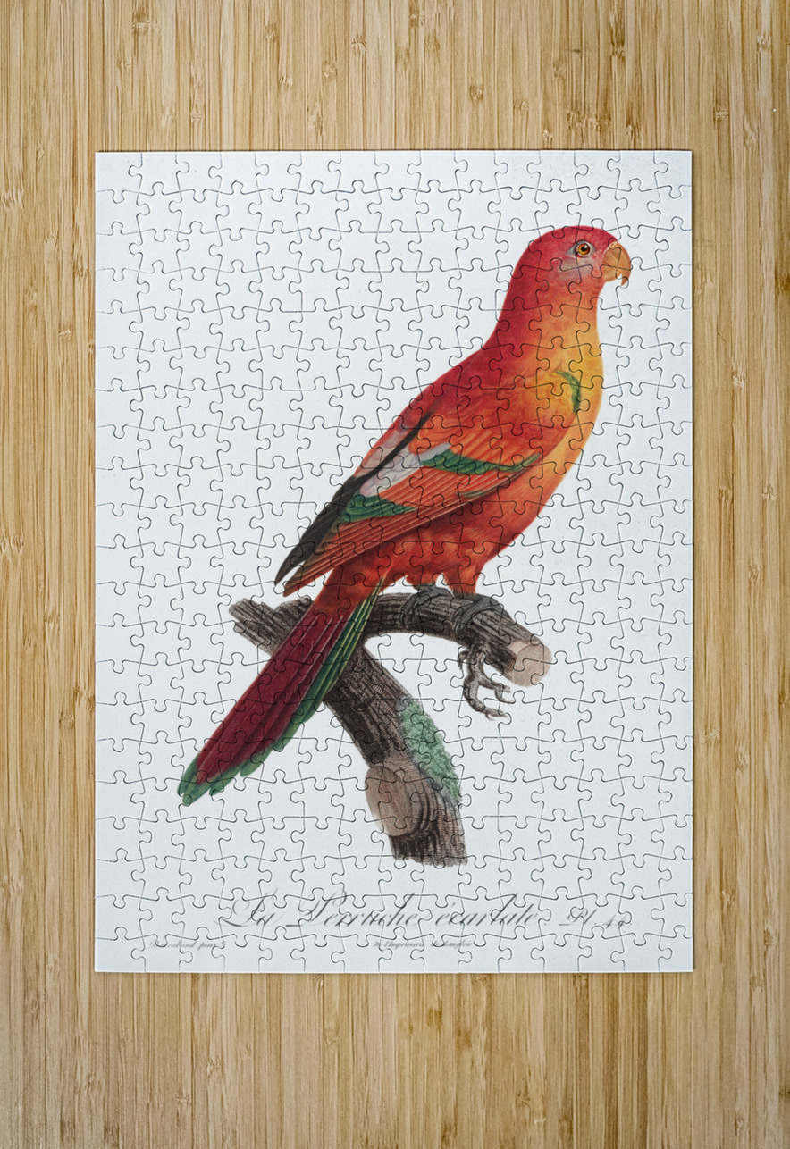Crimson shining parrot  IStockHistory com Puzzle printing