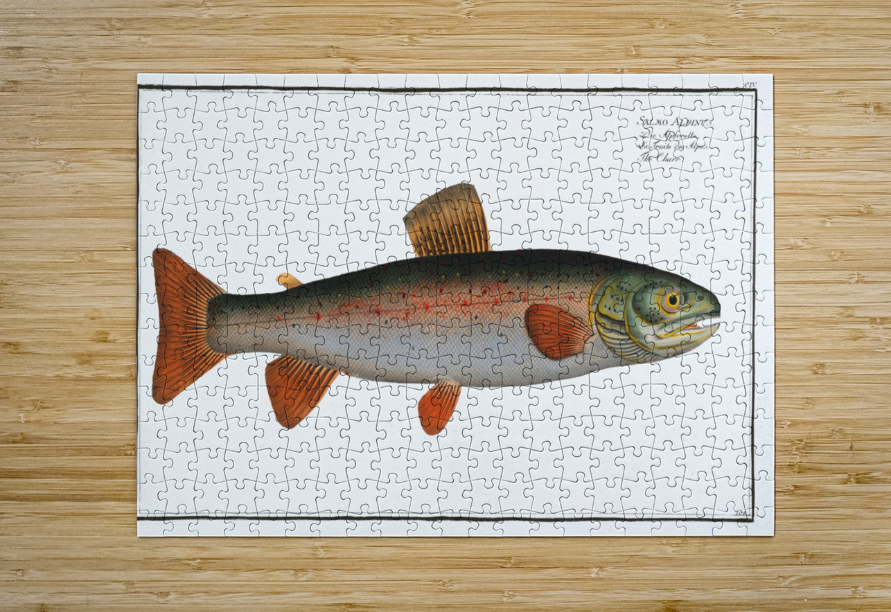 Charr Salmo Alpinus IStockHistory com Puzzle printing