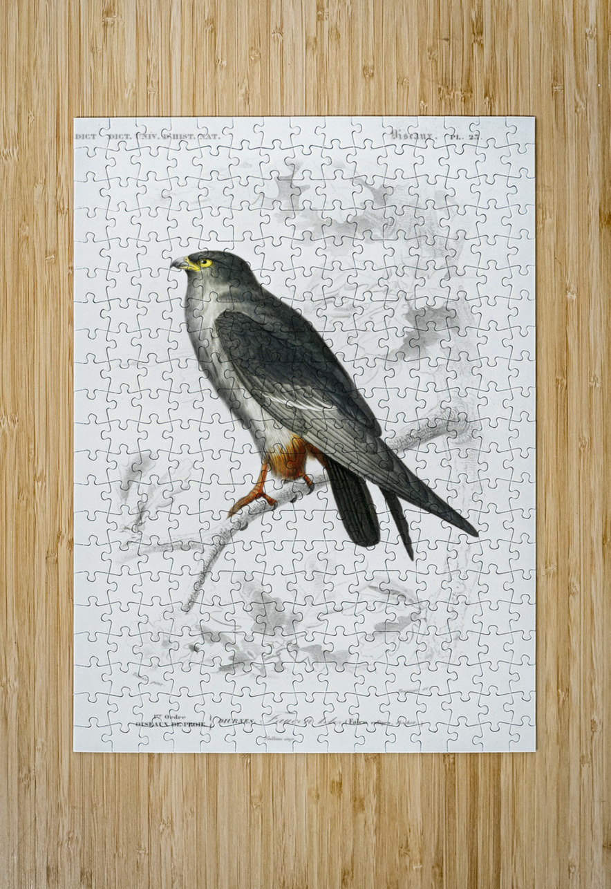 Trichipteris excelsa IStockHistory com Puzzle printing