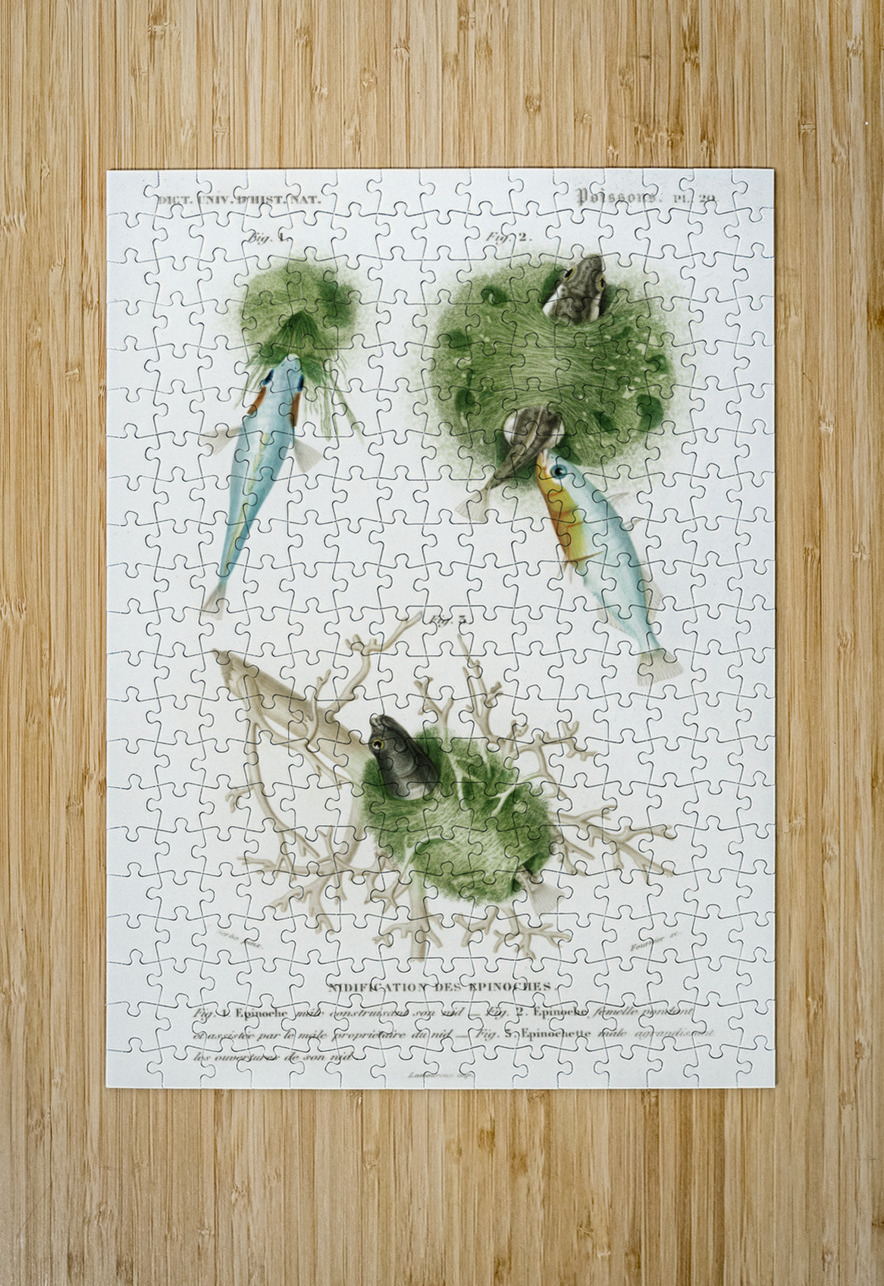 Gasterosteus Aculeatus IStockHistory com Puzzle printing