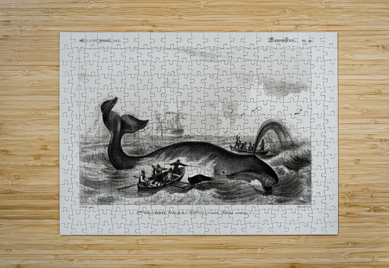 Balaena mysticetus Bowhead whale IStockHistory com Puzzle printing