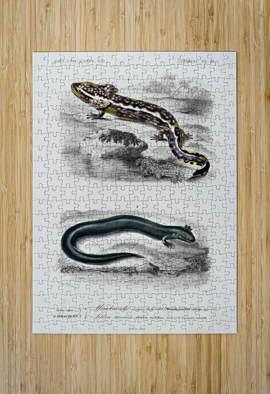 Mudpuppy Menabranchus lateralis and Greater siren Siren lacertina IStockHistory com Puzzle printing