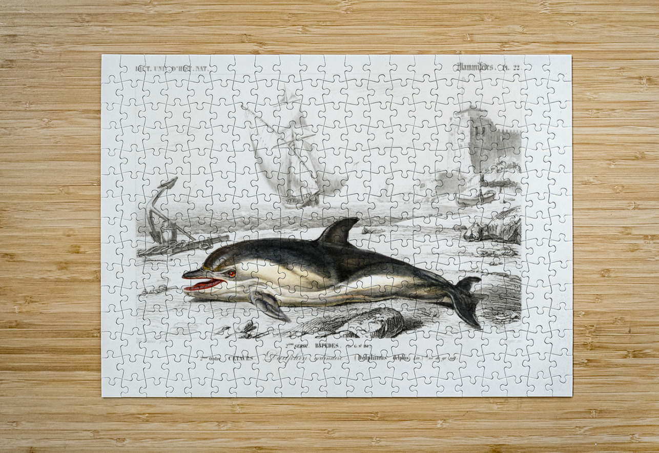 Delphinus delphis IStockHistory com Puzzle printing