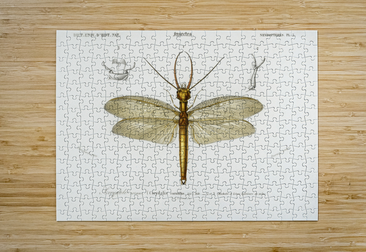 Eastern dobsonfly Corydalus cornutus IStockHistory com Puzzle printing