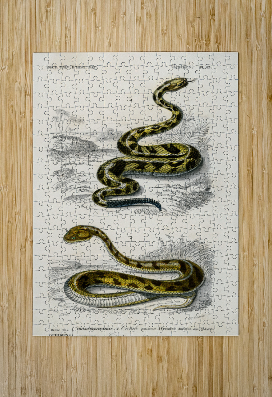Rattlesnake Crotale and Saharan horned Viper Cerastes IStockHistory com Puzzle printing