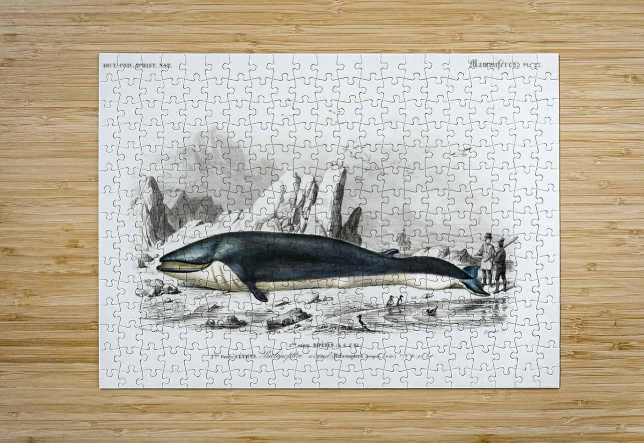 Balaenoptera rorqual IStockHistory com Puzzle printing