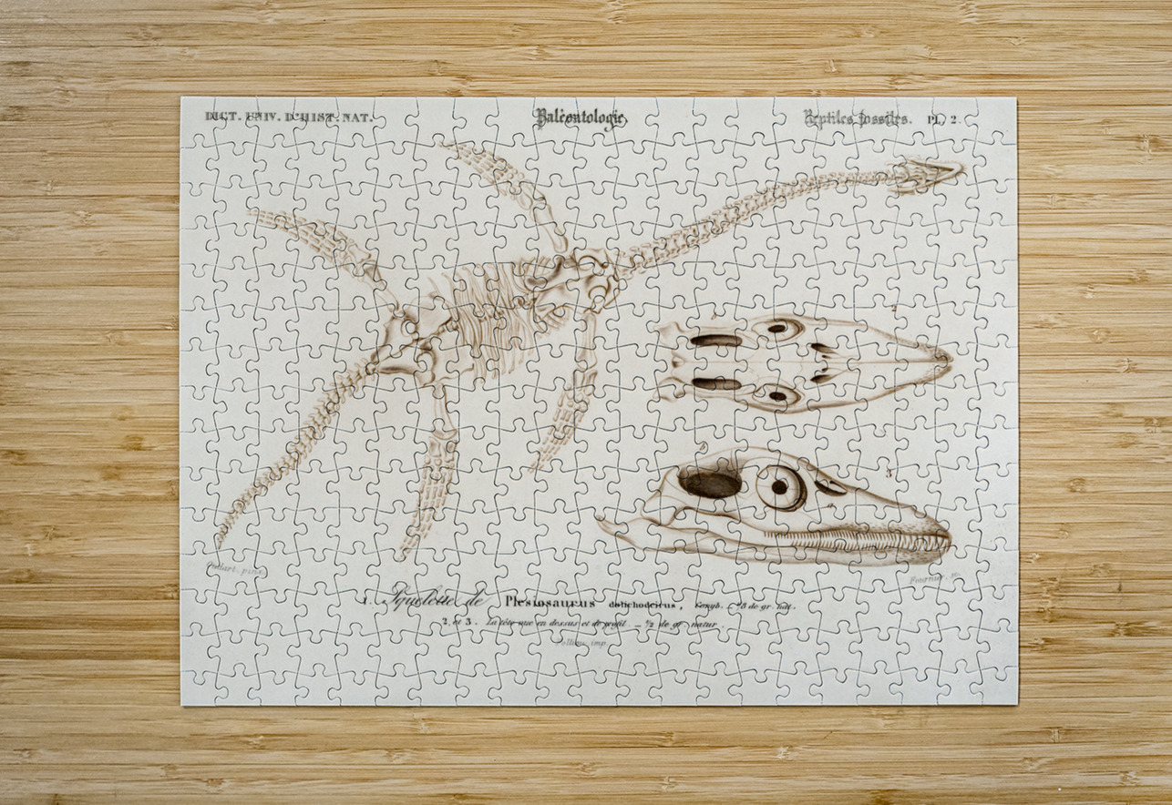Plesiosaurus IStockHistory com Puzzle printing