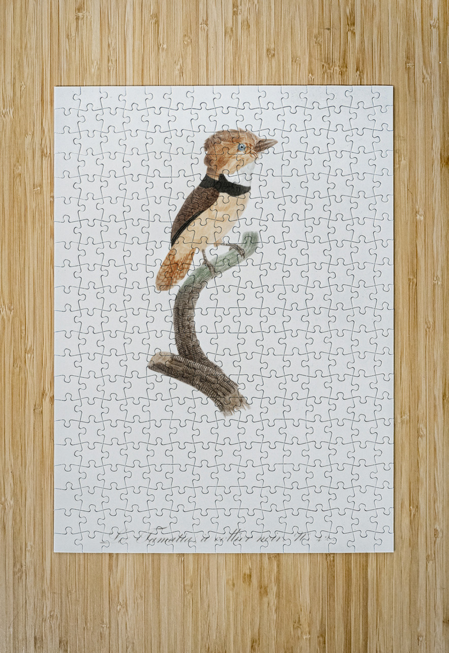 Black-necked stilt  IStockHistory com Puzzle printing
