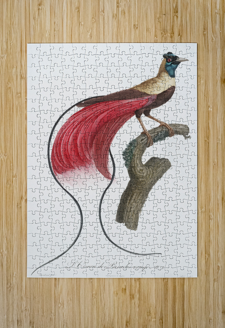Red bird of paradise  IStockHistory com Puzzle printing