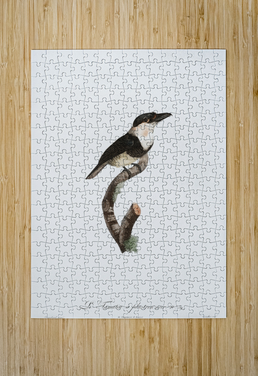 Black-billed Tamatia  IStockHistory com Puzzle printing