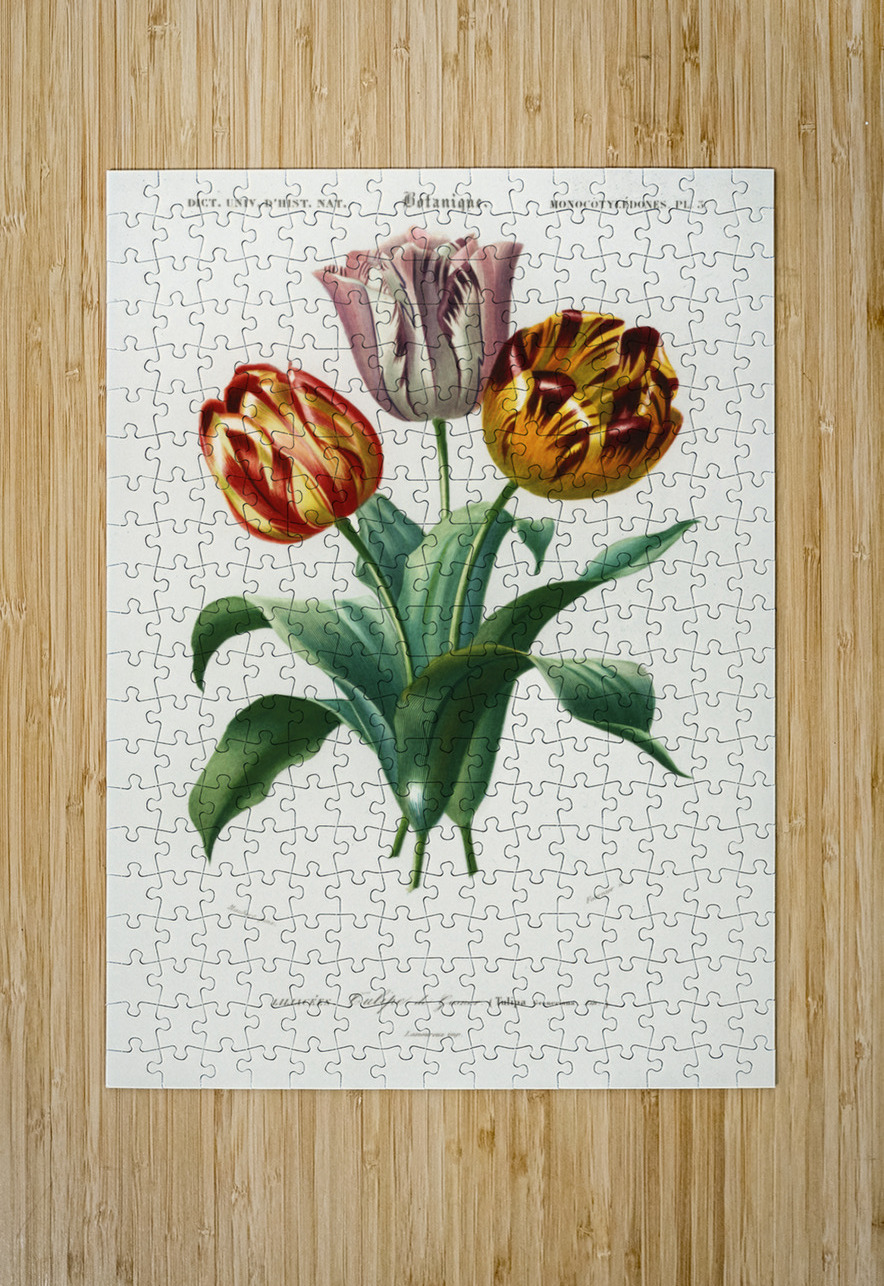 Didier&39s tulip Tulipa gesneriana IStockHistory com Puzzle printing