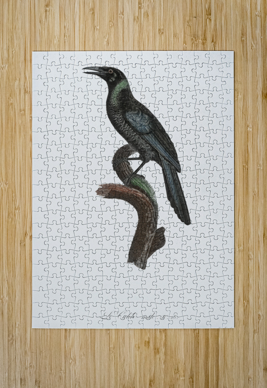 Manucode Male  IStockHistory com Puzzle printing