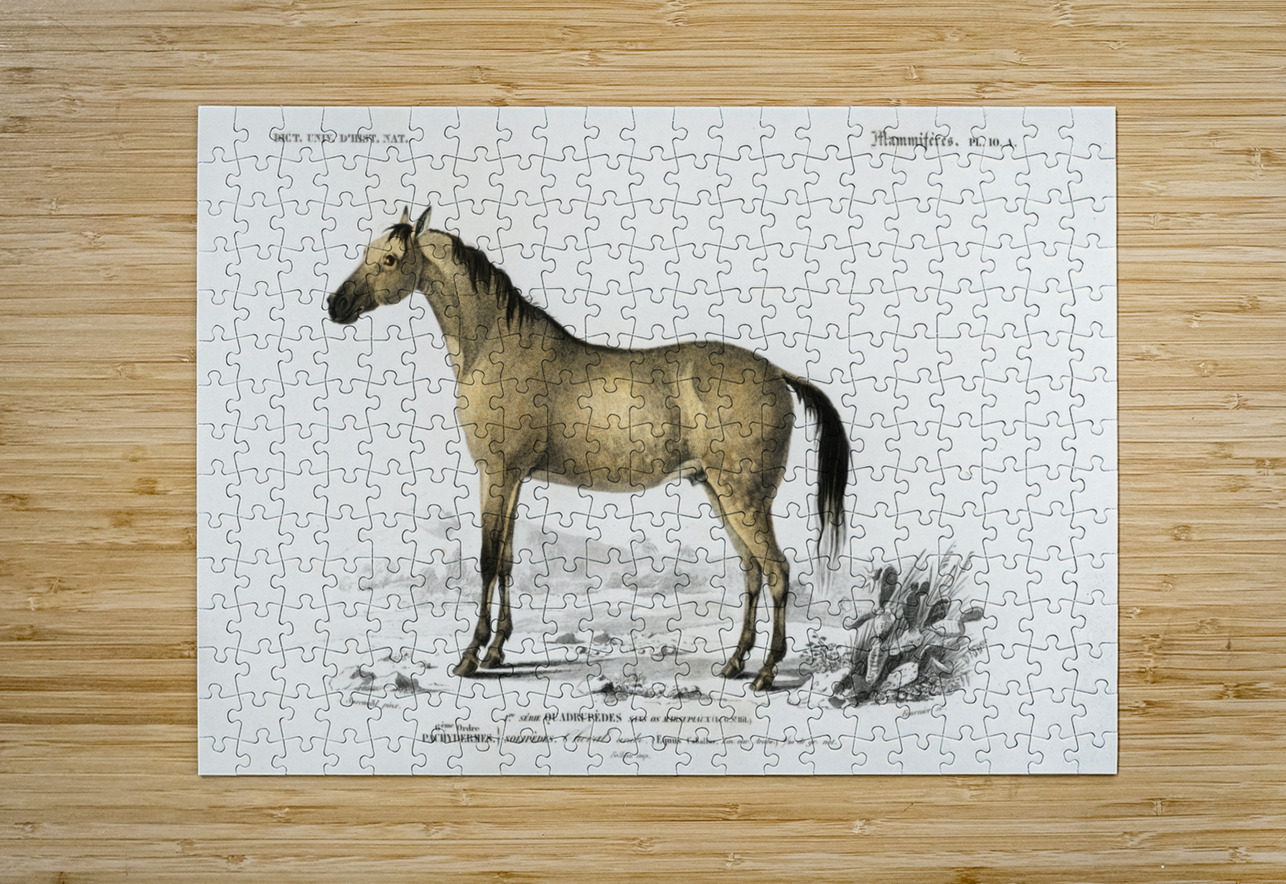 Horse Equus ferus caballus IStockHistory com Puzzle printing