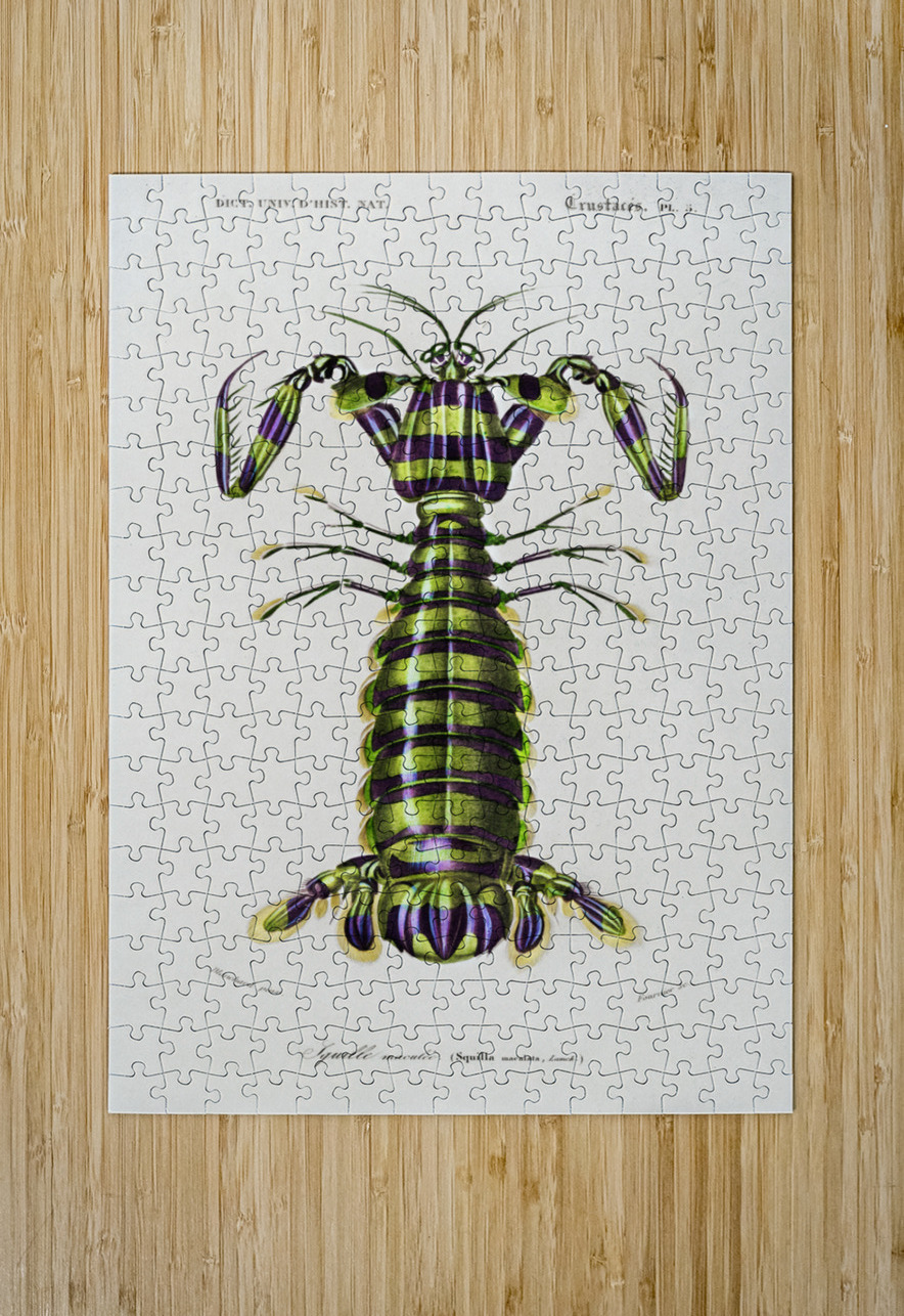 Giant mantis shrimp Squilla Maculata IStockHistory com Puzzle printing