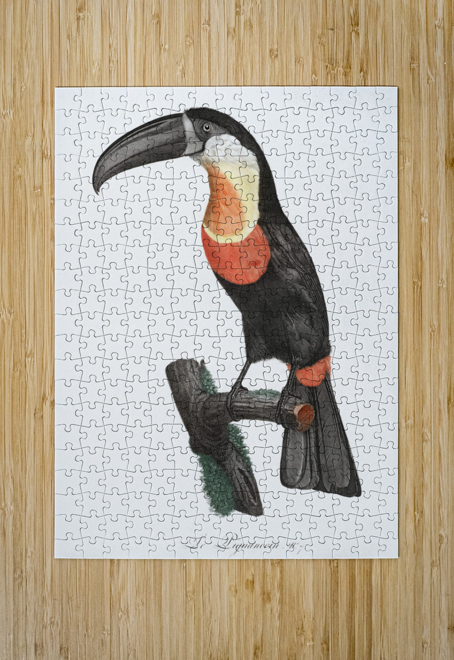 Green-billed toucan  IStockHistory com Puzzle printing