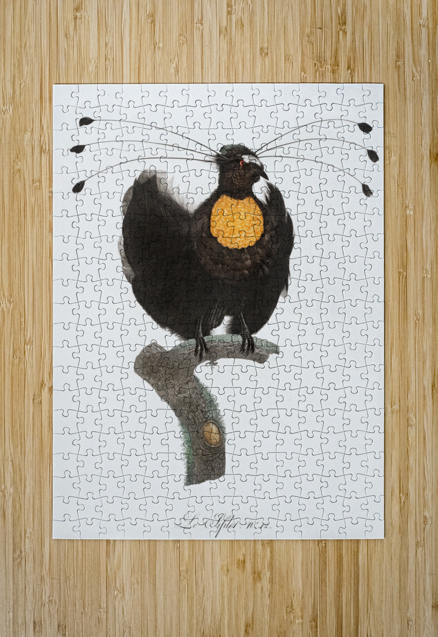 Western parotia  IStockHistory com Puzzle printing