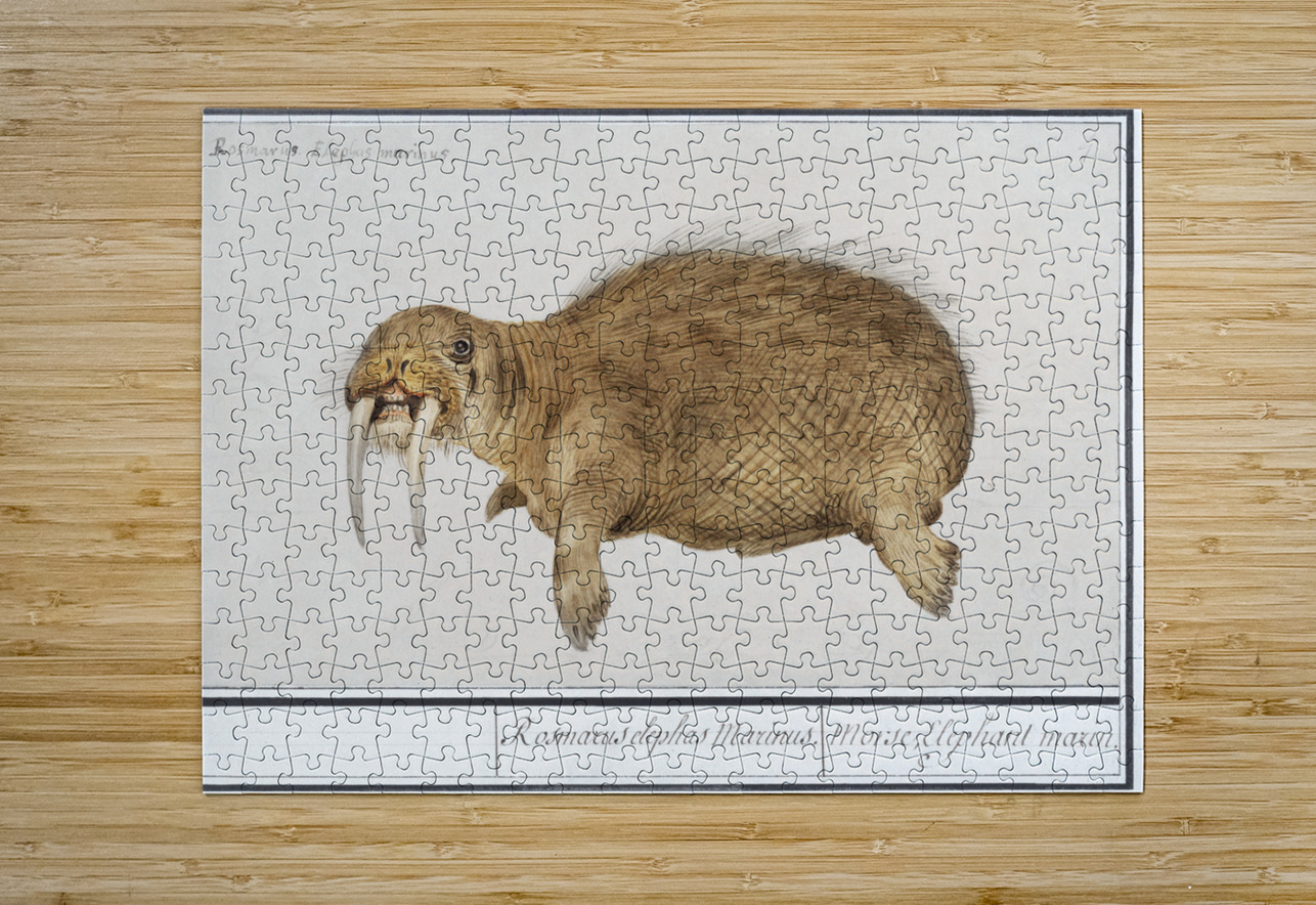 Walrus in vintage style IStockHistory com Puzzle printing