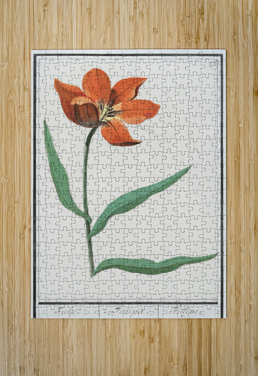Tulip in vintage style IStockHistory com Puzzle printing