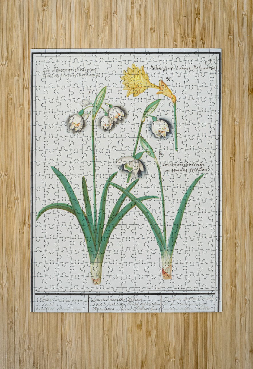 Tulip in vintage style IStockHistory com Puzzle printing