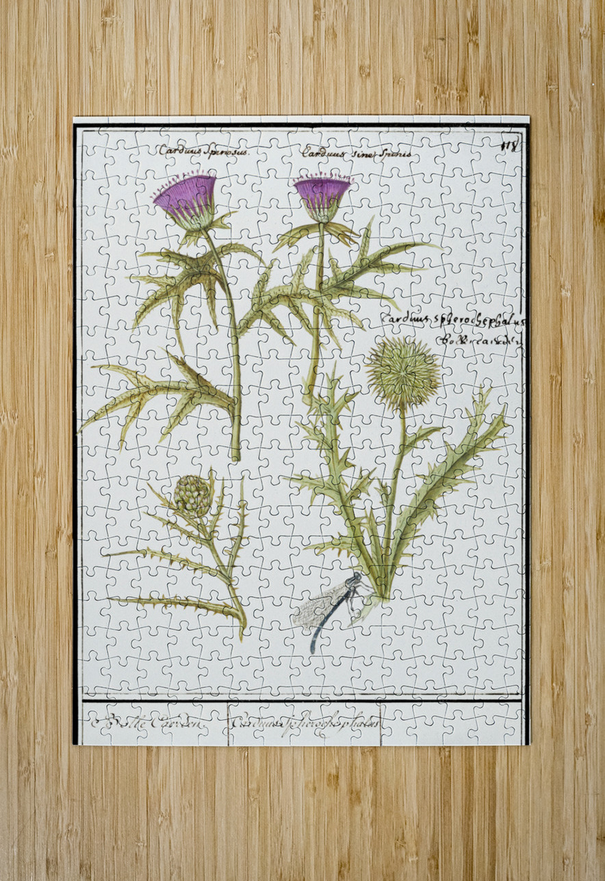 Thistle and artichoke IStockHistory com Puzzle printing