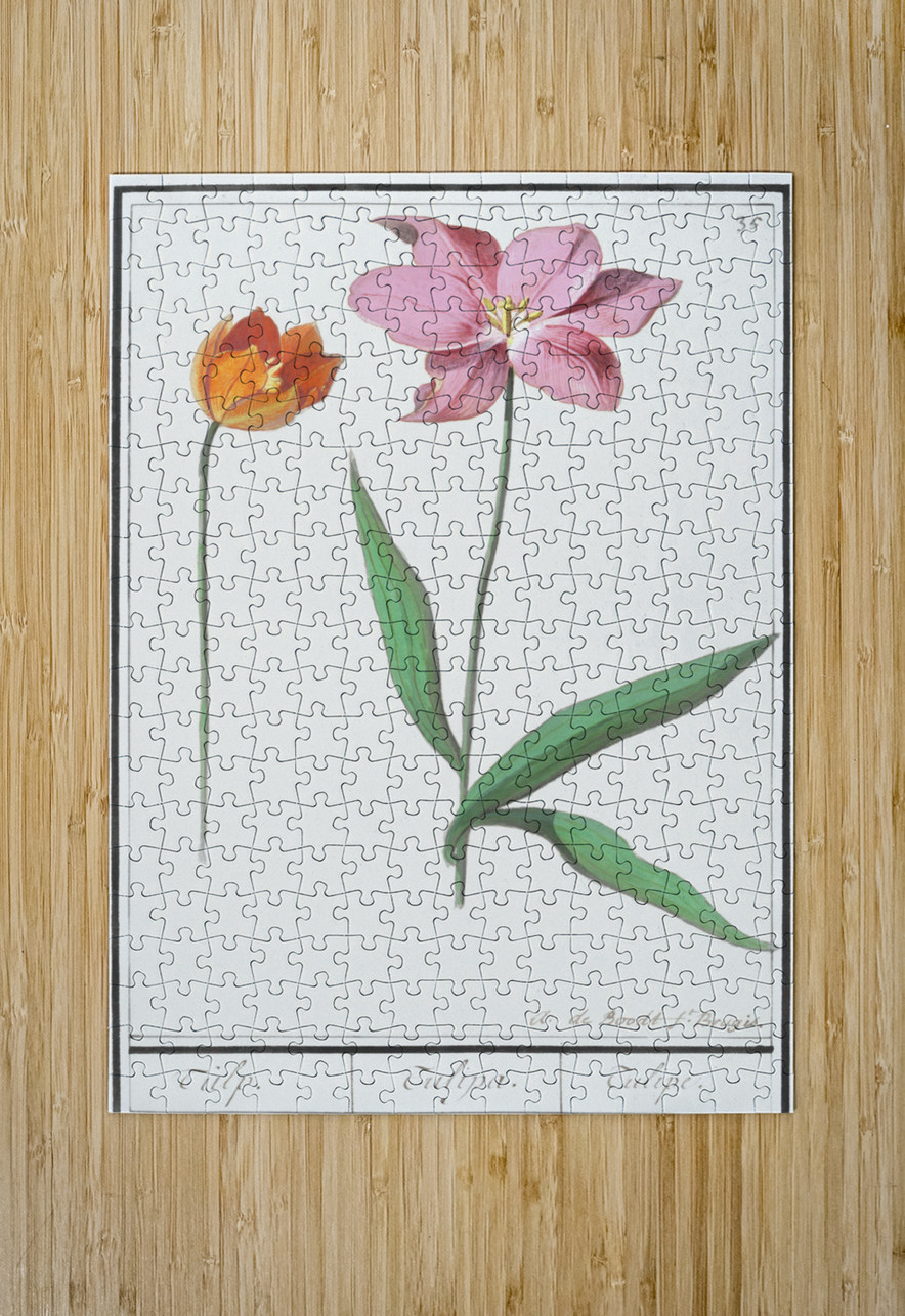 Tulip in vintage style IStockHistory com Puzzle printing