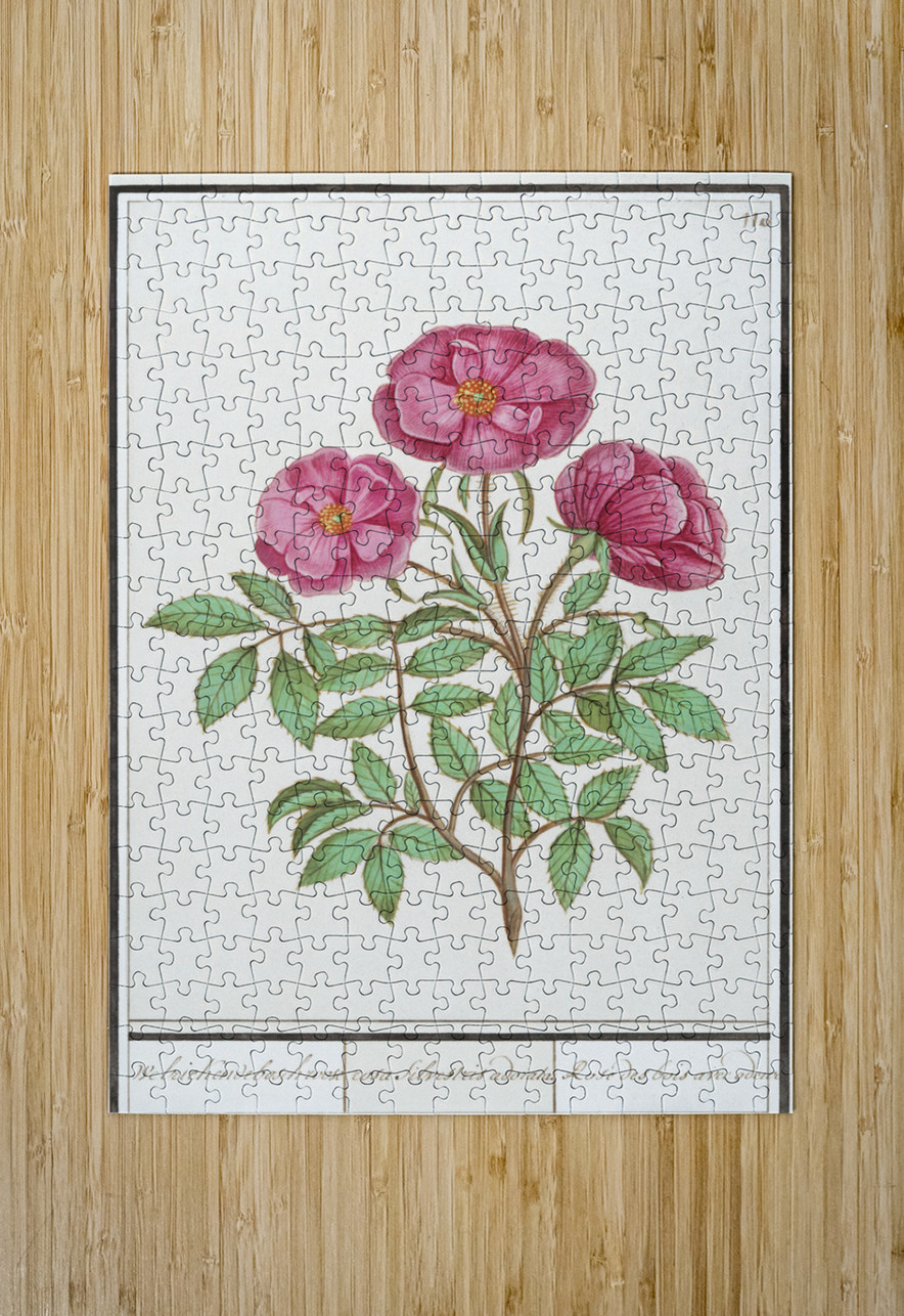 Wild rose in vintage style IStockHistory com Puzzle printing