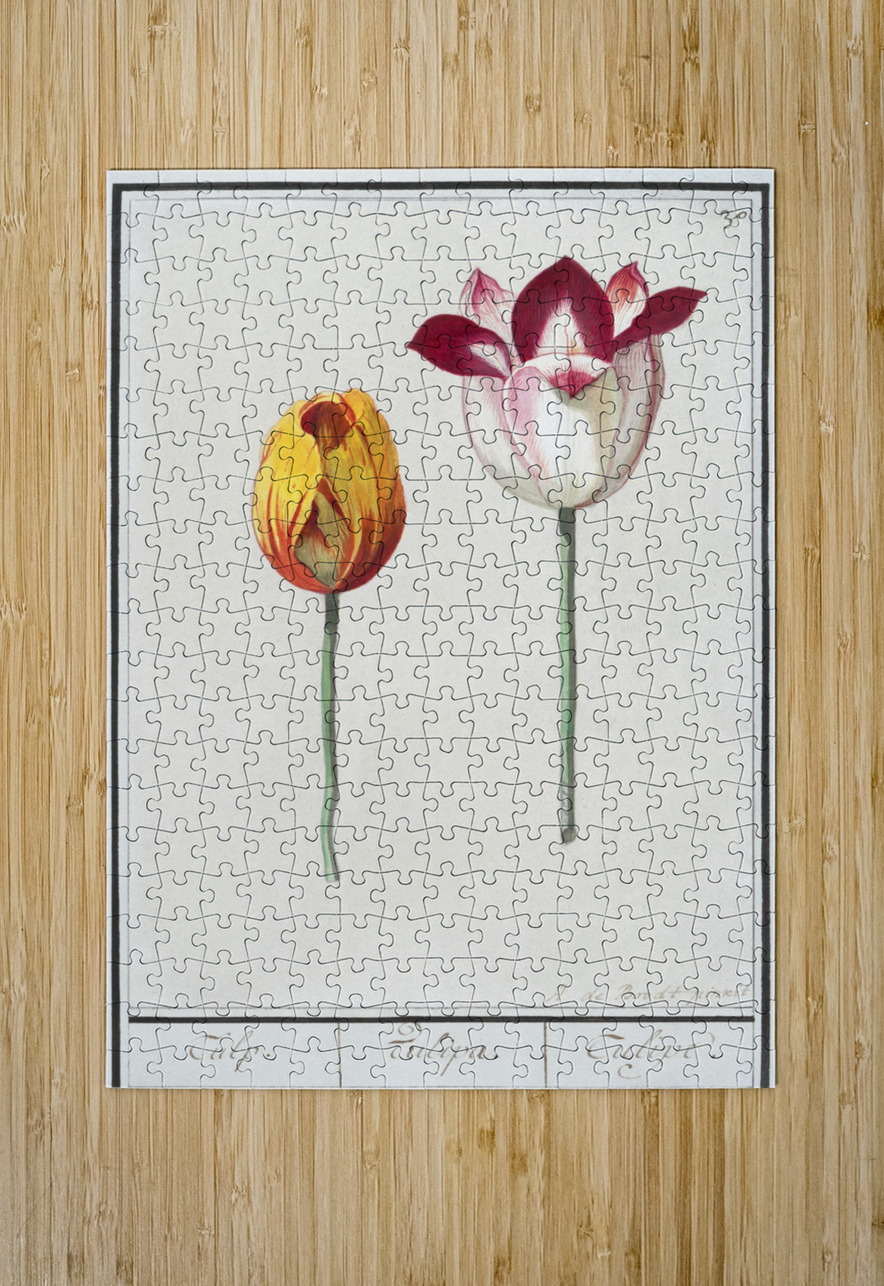 Tulip in vintage style IStockHistory com Puzzle printing