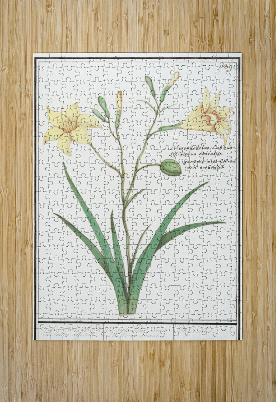 Yellow lily in vintage style IStockHistory com Puzzle printing