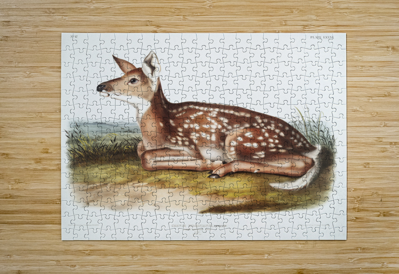 Columbian Black-tailed Deer Cervus Richardsonii  IStockHistory com Puzzle printing