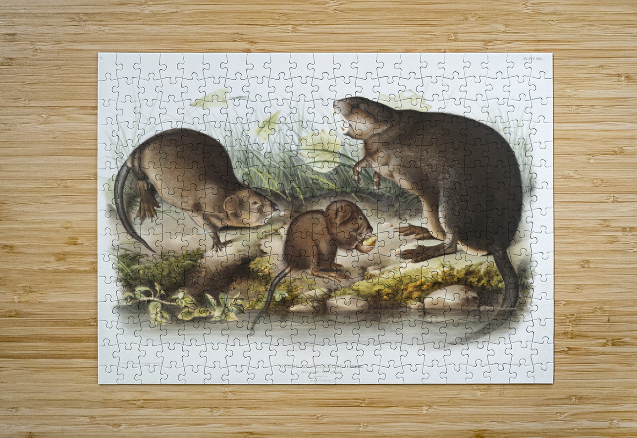 Musk-Rat Musquash Fiber Zibethicus  IStockHistory com Puzzle printing