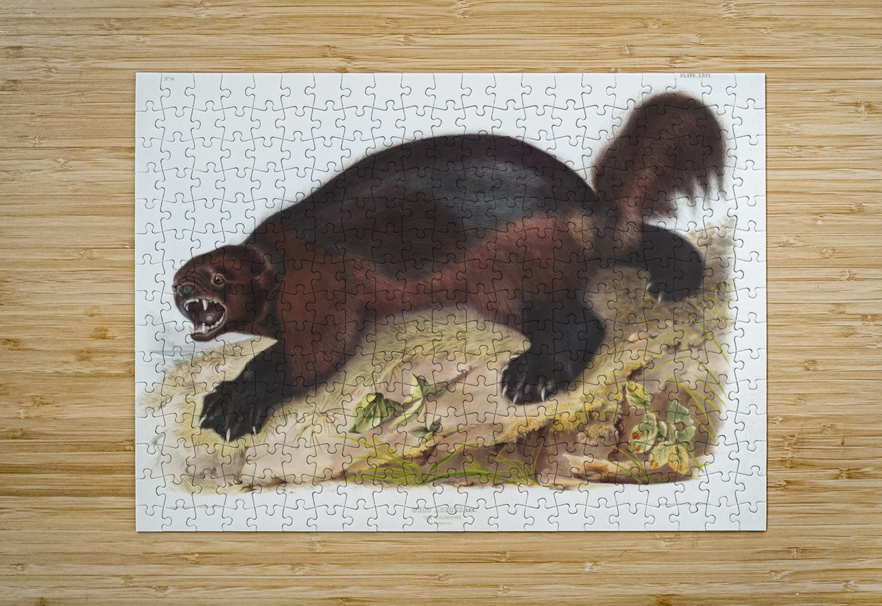 Wolverine Gulo luscus  IStockHistory com Puzzle printing