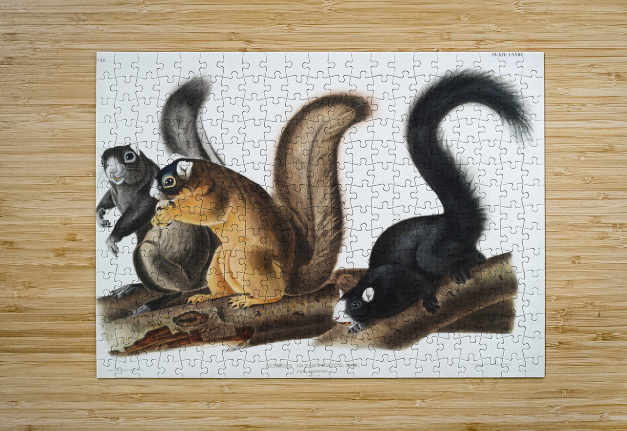 Fox Squirrel Sciurus capistratus  IStockHistory com Puzzle printing