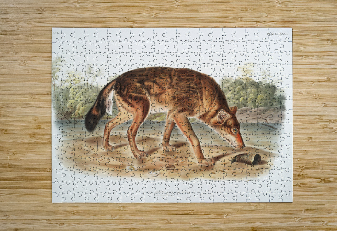 Red Texan Wolf Canis lupus  IStockHistory com Puzzle printing