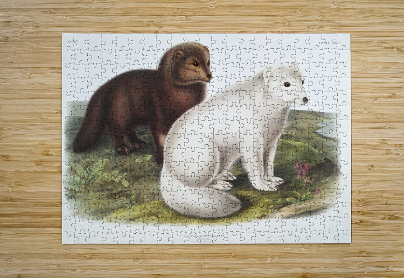 Arctic Fox Vulpes lagopus  IStockHistory com Puzzle printing