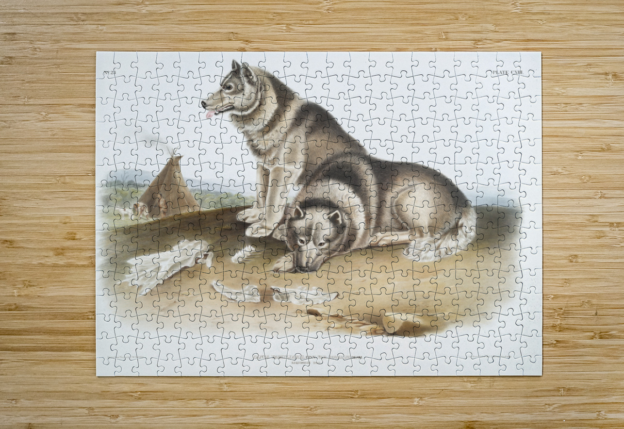 Esquimaux Dog Canis familiaris  IStockHistory com Puzzle printing