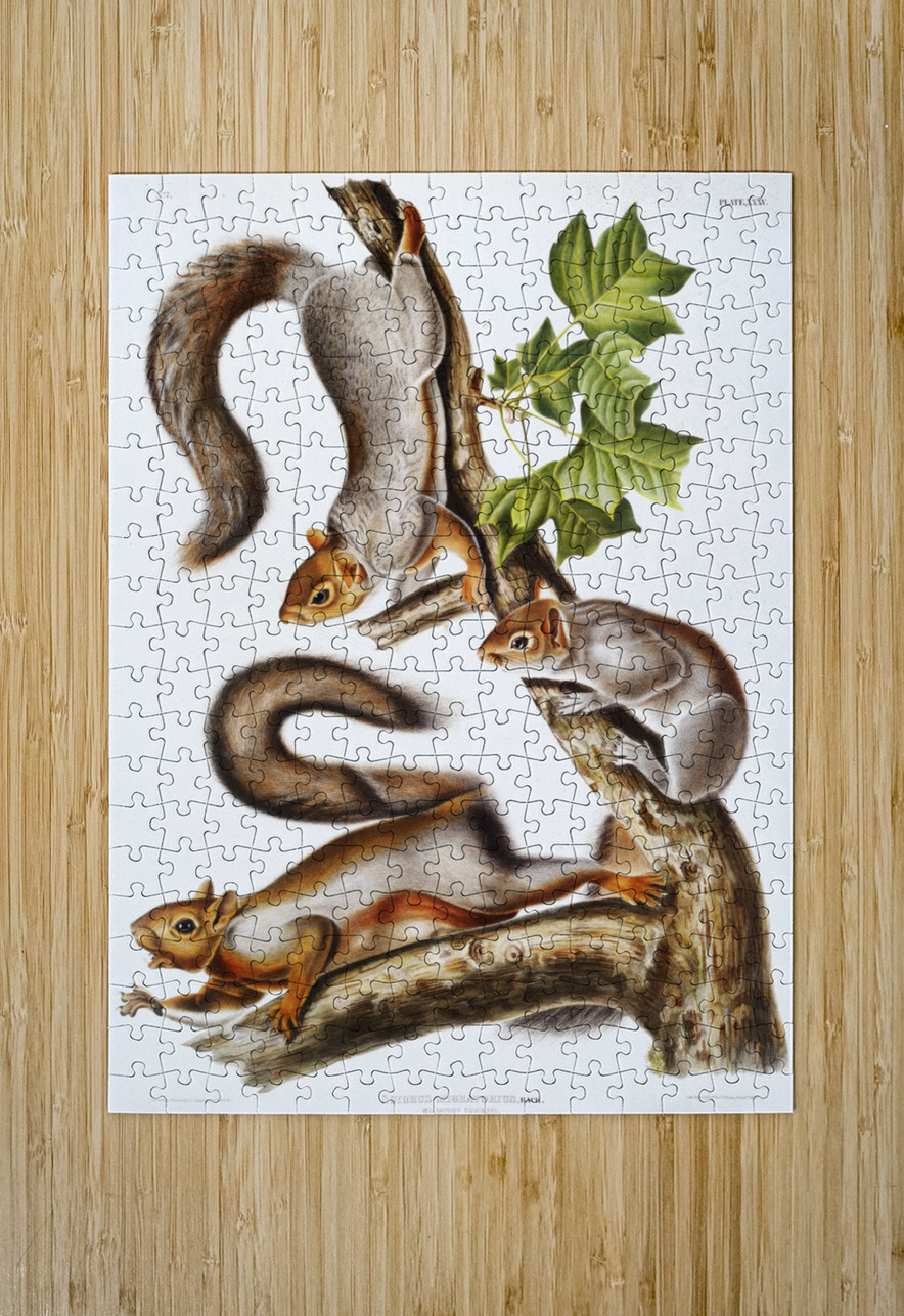 Migratory Squirrel Sciurus migratorius  IStockHistory com Puzzle printing