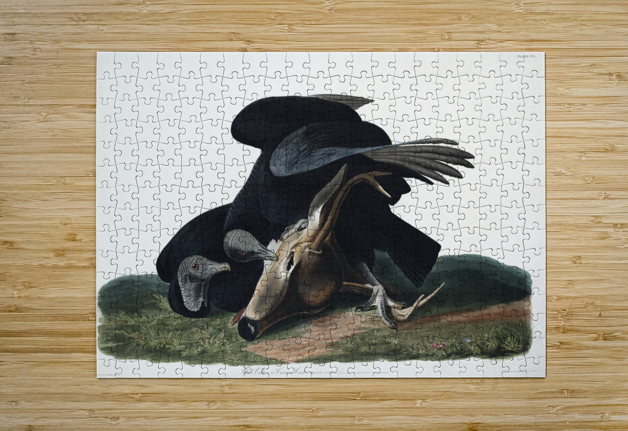 Black Vulture or Carrion Crow IStockHistory com Puzzle printing
