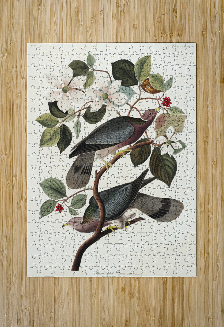 Band-tailed Pigeon IStockHistory com Puzzle printing